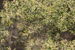Acacia ixiophylla