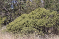 Acacia ixiophylla