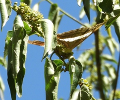 Doxocopa laure laure