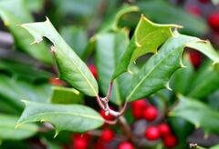 Ilex