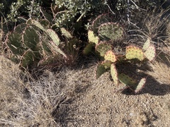 Opuntia phaeacantha