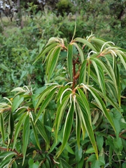 Aristeguietia glutinosa