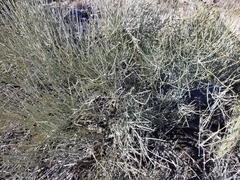 Ephedra viridis