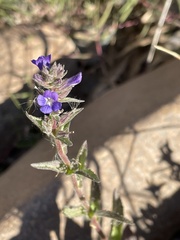 Stemodia durantifolia