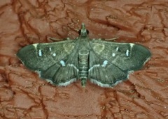 Diathrausta reconditalis