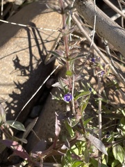 Stemodia durantifolia