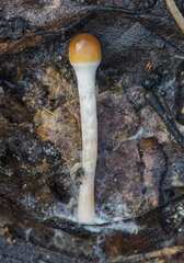 Psathyrella piluliformis
