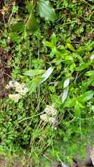 Anaphalioides trinervis