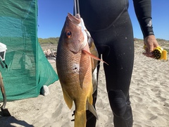 Lutjanus argentiventris