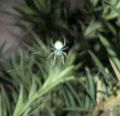 Araneus uniformis