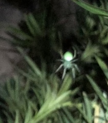 Araneus uniformis