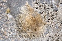 Festuca
