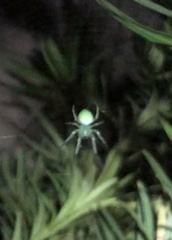Araneus uniformis