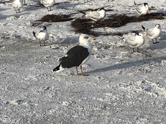 Larus fuscus graellsii