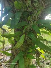 Pleopeltis crassinervata