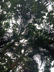 Dypsis lutescens