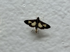 Diaphania