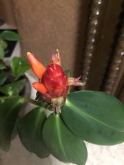 Costus comosus