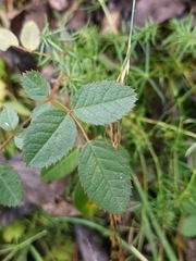Rosa canina