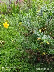 Allamanda cathartica