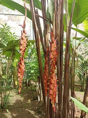 Heliconia regalis