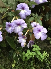 Achimenes longiflora