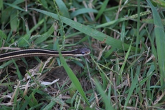 Thamnophis saurita saurita