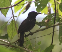 Thamnophilus bridgesi