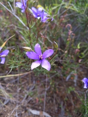 Cheiranthera linearis
