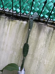 Opuntia cochenillifera