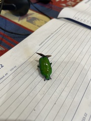 Ischiopsopha wallacei