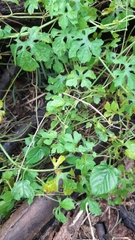 Cucumis maderaspatanus