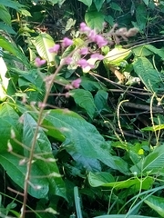 Desmodium incanum