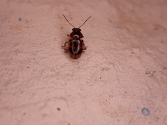 Paria