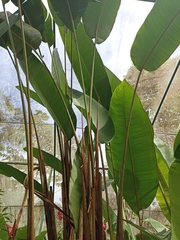 Heliconia regalis