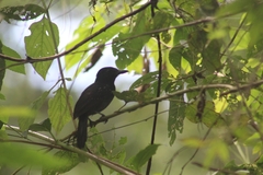 Thamnophilus bridgesi