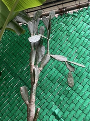 Opuntia cochenillifera