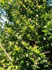 Crescentia cujete