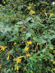 Triumfetta semitriloba