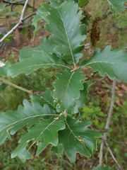 Quercus macranthera