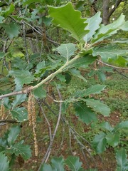 Quercus macranthera