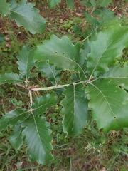 Quercus macranthera