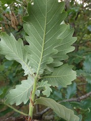 Quercus macranthera