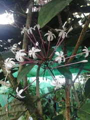 Clerodendrum