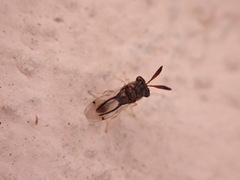 Eucharitidae