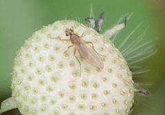 Lonchoptera bifurcata