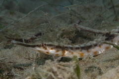 Syngnathus louisianae