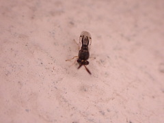 Eucharitidae
