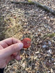 Leratiomyces ceres