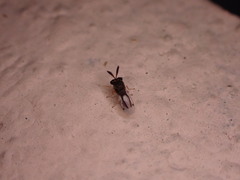 Eucharitidae